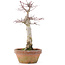 Acer palmatum, 23 cm, ± 12 Jahre alt