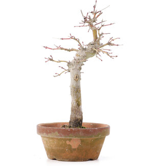 Acer palmatum, 23 cm, ± 12 anni