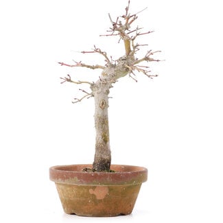 Acer palmatum, 23 cm, ± 12 años