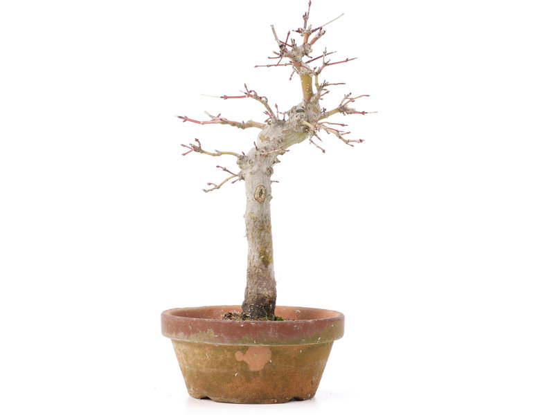 Acer palmatum, 23 cm, ± 12 jaar oud