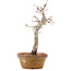Acer palmatum, 23 cm, ± 12 years old