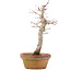 Acer palmatum, 23 cm, ± 12 Jahre alt