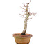 Acer palmatum, 23 cm, ± 12 years old