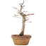 Acer palmatum, 23 cm, ± 12 Jahre alt