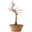 Acer palmatum, 23 cm, ± 12 Jahre alt