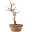 Acer palmatum, 23 cm, ± 12 Jahre alt