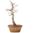 Acer palmatum, 23 cm, ± 12 Jahre alt