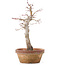 Acer palmatum, 23 cm, ± 12 jaar oud