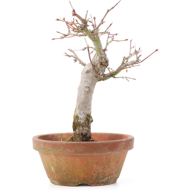 Acer palmatum, 19 cm, ± 12 jaar oud