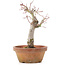 Acer palmatum, 19 cm, ± 12 Jahre alt