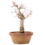 Acer palmatum, 19 cm, ± 12 jaar oud