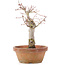 Acer palmatum, 19 cm, ± 12 Jahre alt