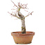 Acer palmatum, 19 cm, ± 12 jaar oud