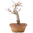 Acer palmatum, 19 cm, ± 12 jaar oud
