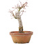 Acer palmatum, 19 cm, ± 12 jaar oud