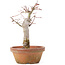 Acer palmatum, 19 cm, ± 12 years old