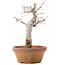 Acer palmatum, 19 cm, ± 12 jaar oud