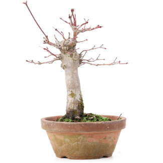 Acer palmatum, 18 cm, ± 12 years old
