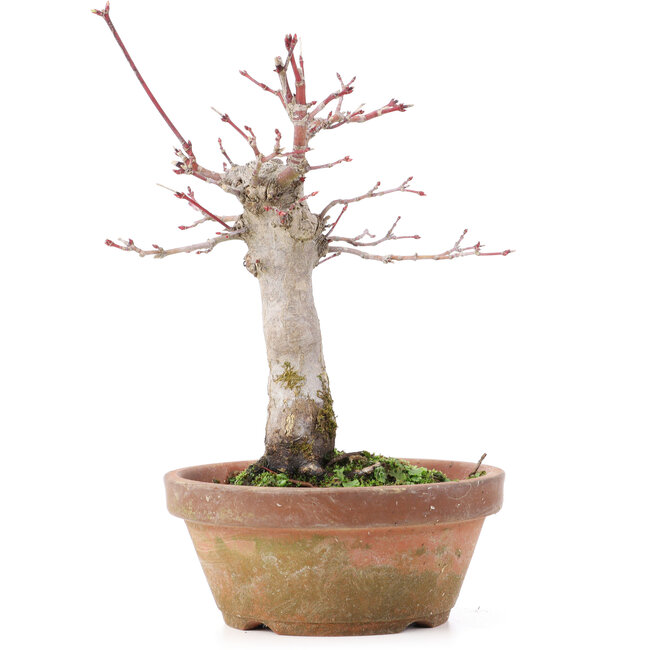 Acer palmatum, 18 cm, ± 12 años