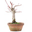 Acer palmatum, 18 cm, ± 12 años