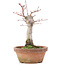 Acer palmatum, 18 cm, ± 12 años