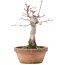 Acer palmatum, 18 cm, ± 12 Jahre alt