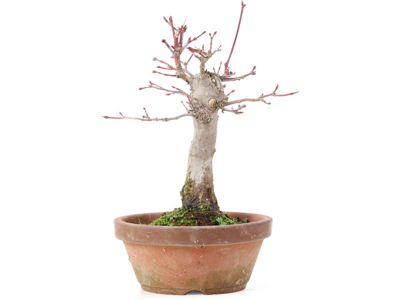 Acer palmatum, 18 cm, ± 12 jaar oud