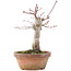 Acer palmatum, 18 cm, ± 12 years old
