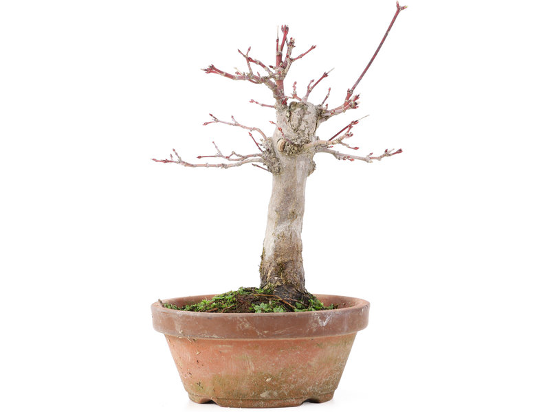 Acer palmatum, 18 cm, ± 12 jaar oud