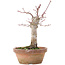 Acer palmatum, 18 cm, ± 12 jaar oud