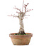 Acer palmatum, 18 cm, ± 12 jaar oud