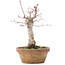 Acer palmatum, 18 cm, ± 12 jaar oud