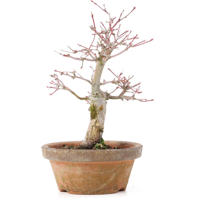 Acer palmatum, 19,5 cm, ± 12 ans