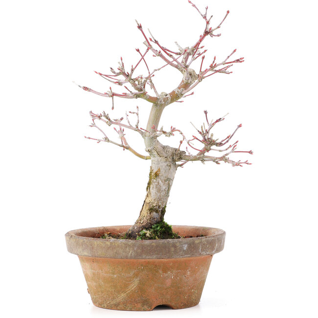 Acer palmatum, 19,5 cm, ± 12 Jahre alt