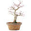 Acer palmatum, 19,5 cm, ± 12 jaar oud