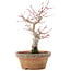 Acer palmatum, 19,5 cm, ± 12 años