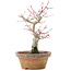 Acer palmatum, 19,5 cm, ± 12 jaar oud