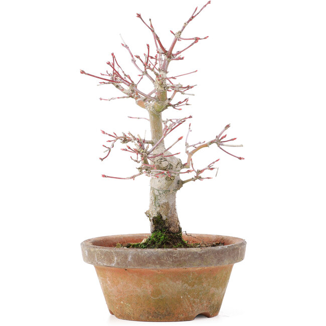 Acer palmatum, 19,5 cm, ± 12 jaar oud