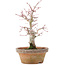 Acer palmatum, 19,5 cm, ± 12 anni