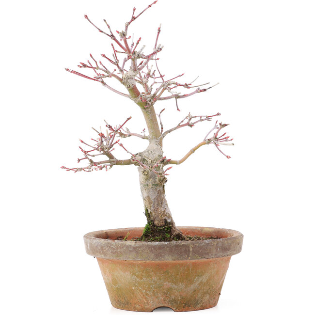 Acer palmatum, 19,5 cm, ± 12 Jahre alt