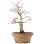 Acer palmatum, 19,5 cm, ± 12 anni