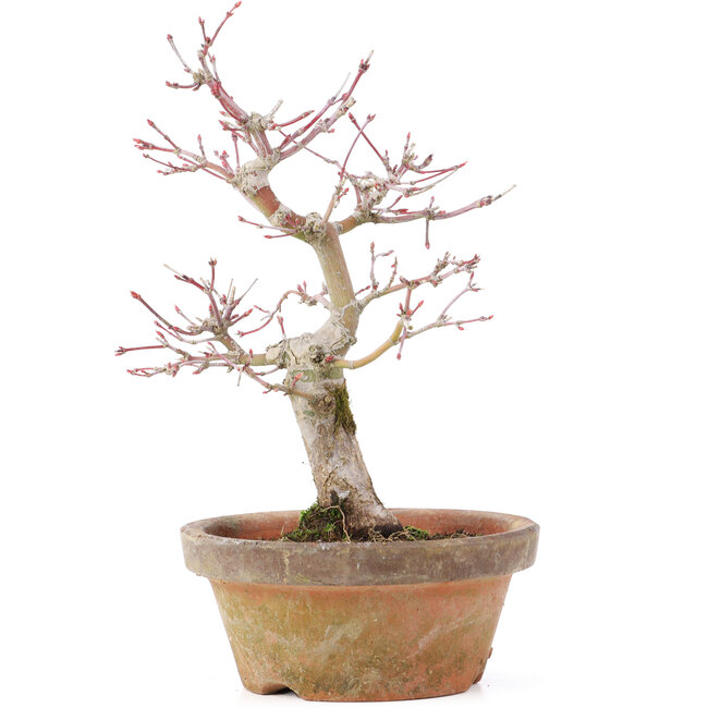 Acer palmatum, 19,5 cm, ± 12 Jahre alt