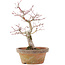 Acer palmatum, 19,5 cm, ± 12 jaar oud