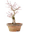 Acer palmatum, 19,5 cm, ± 12 jaar oud