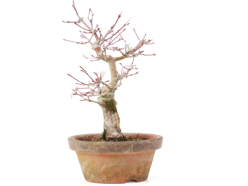 Acer palmatum, 19,5 cm, ± 12 jaar oud