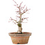 Acer palmatum, 19,5 cm, ± 12 jaar oud