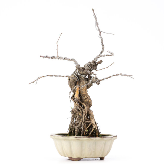 Celastrus orbiculatus, 33,5 cm, ± 8 ans