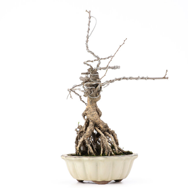 Celastrus orbiculatus, 33,5 cm, ± 8 ans