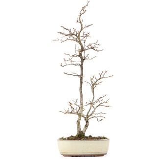 Carpinus coreana, 36 cm, ± 20 anni