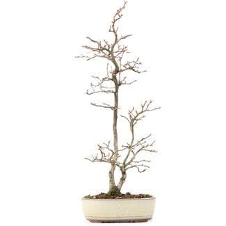 Carpinus coreana, 36 cm, ± 20 years old